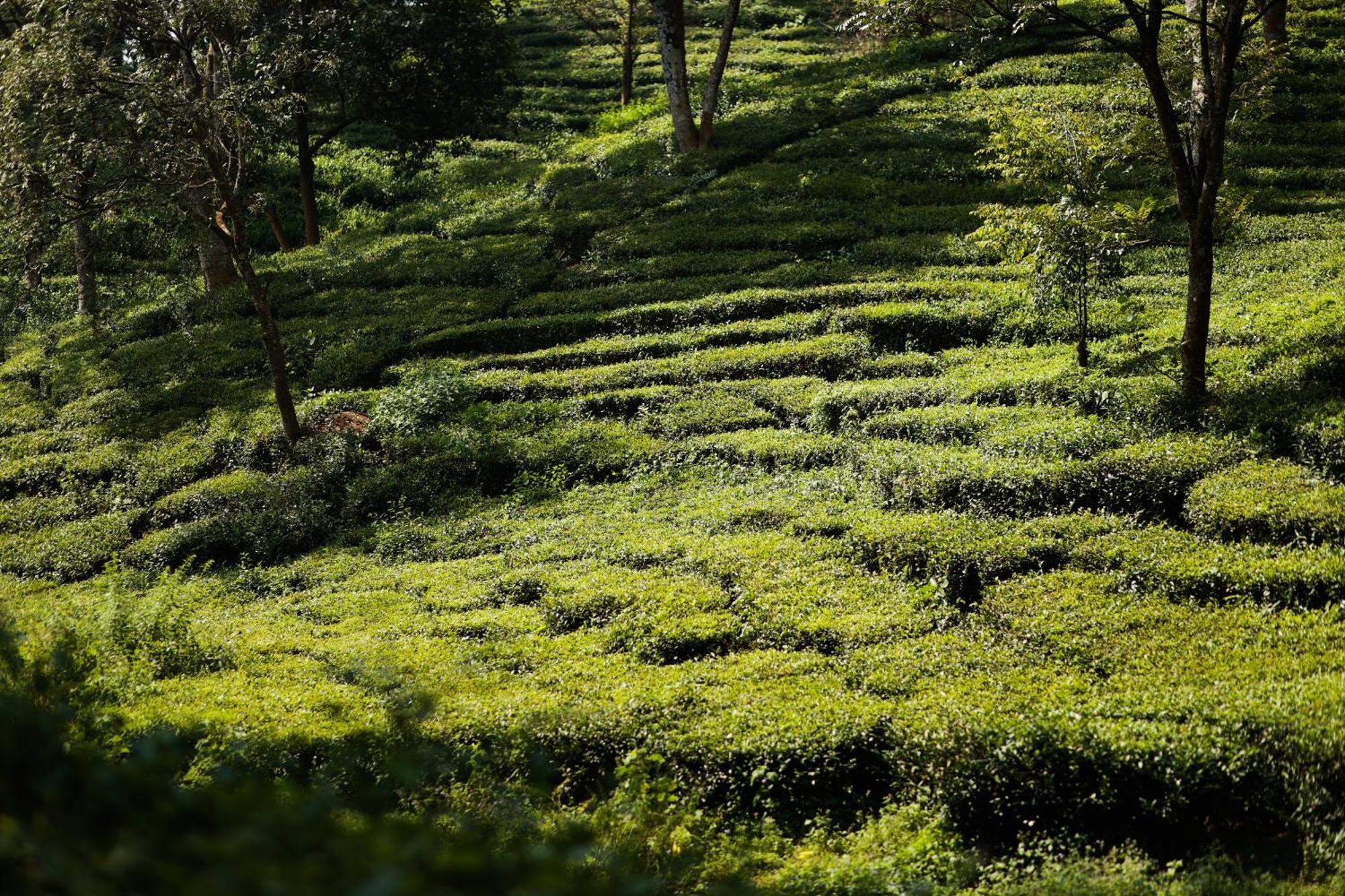 Lamrin Norwood Green Palampur, Himachal Pradesh Exteriér fotografie