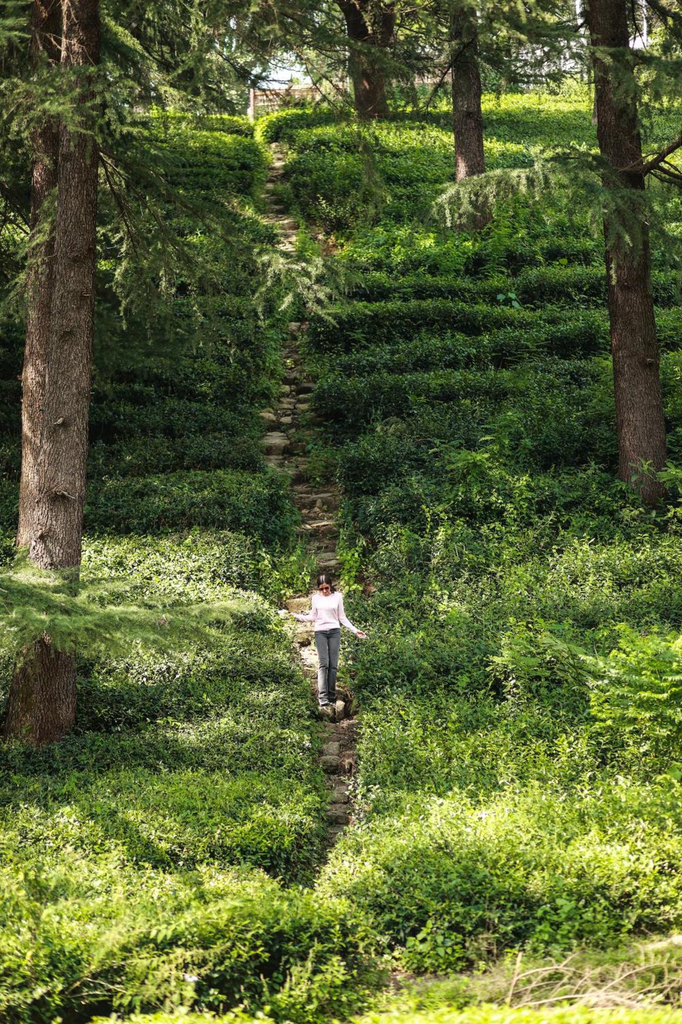 Lamrin Norwood Green Palampur, Himachal Pradesh Exteriér fotografie